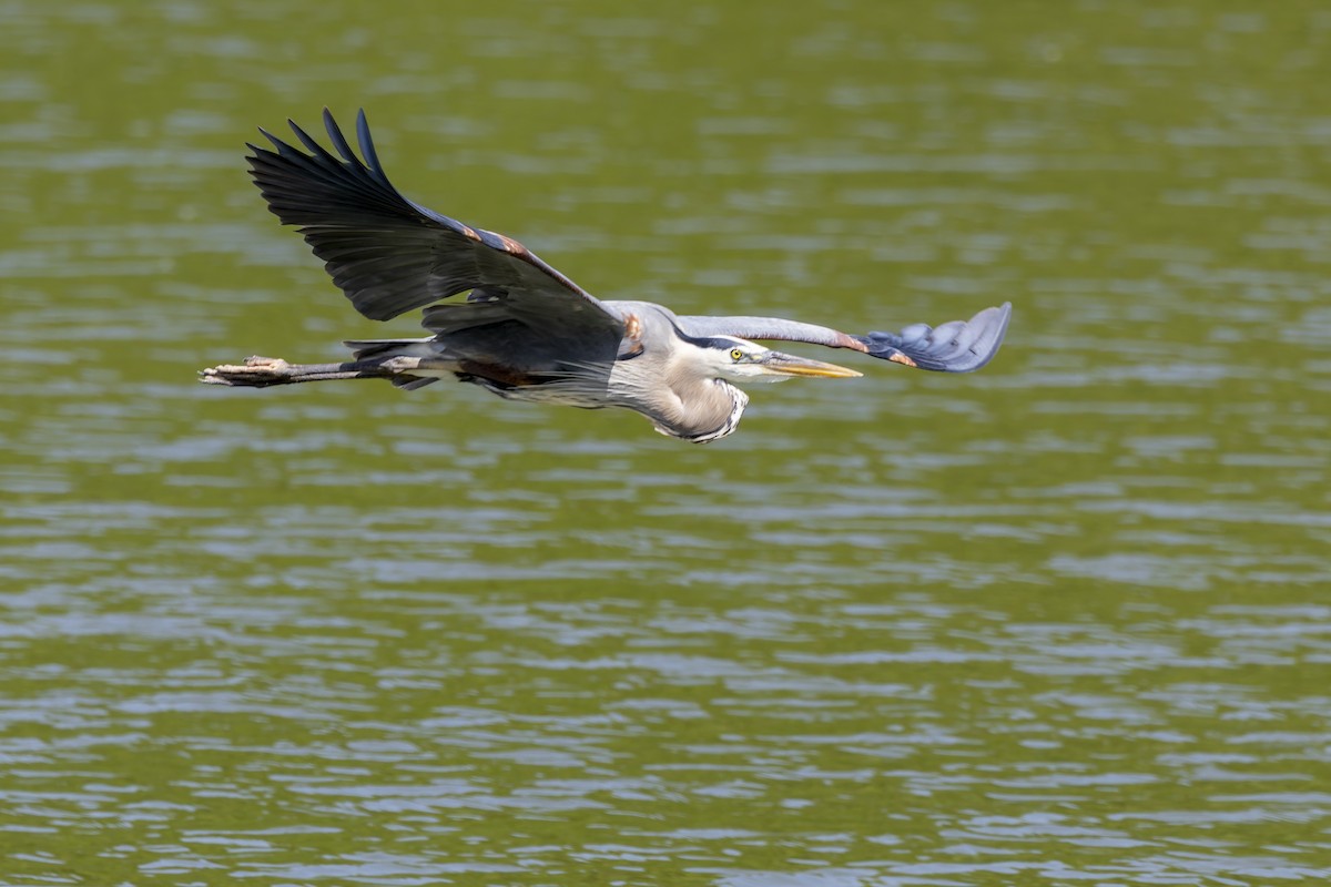 Great Blue Heron - Jay Smith