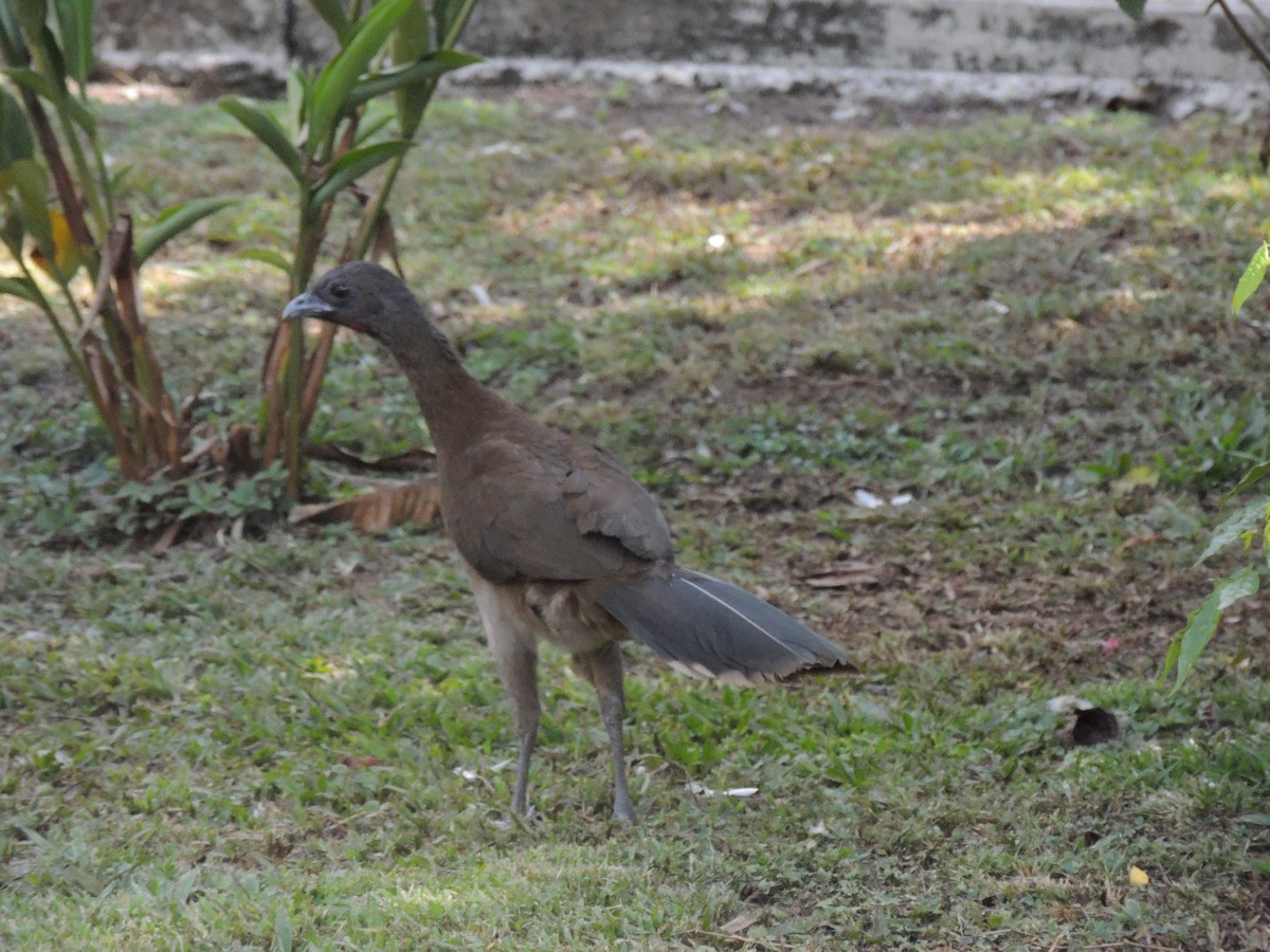 Gray-headed Chachalaca - Roger Lambert