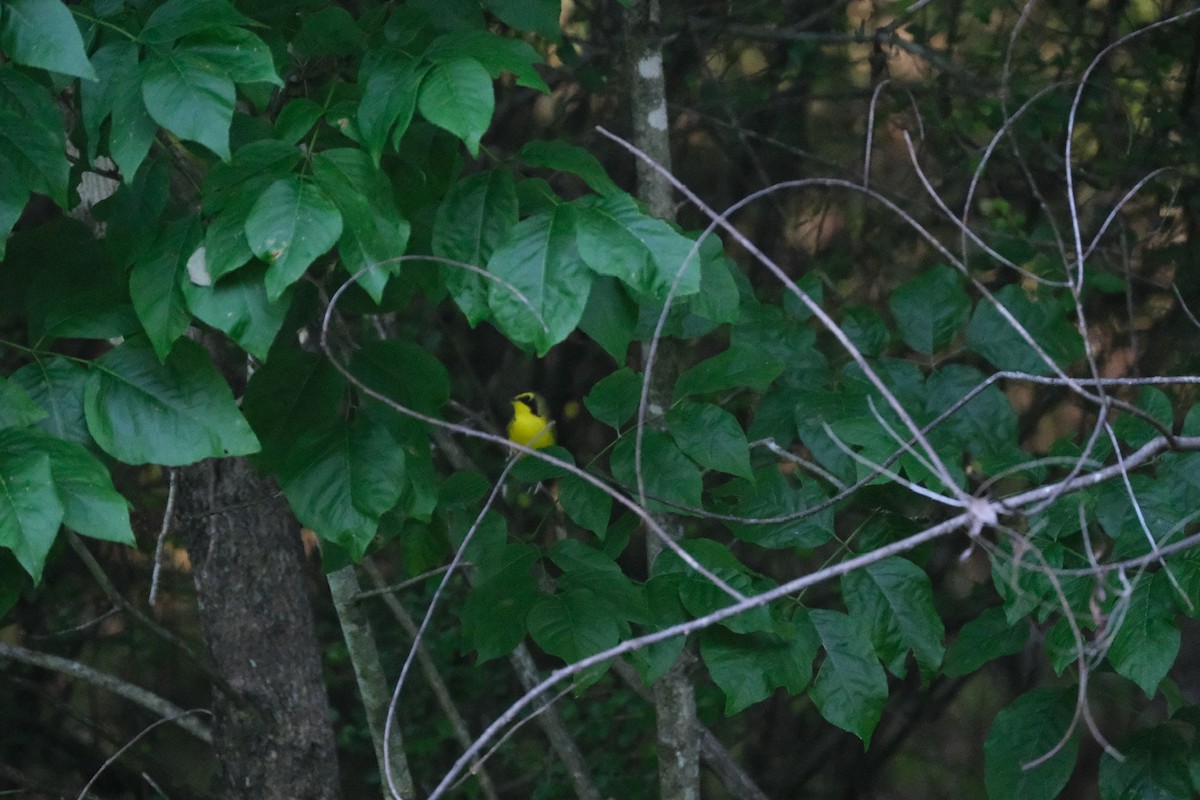 Kentucky Warbler - Todd DeVore