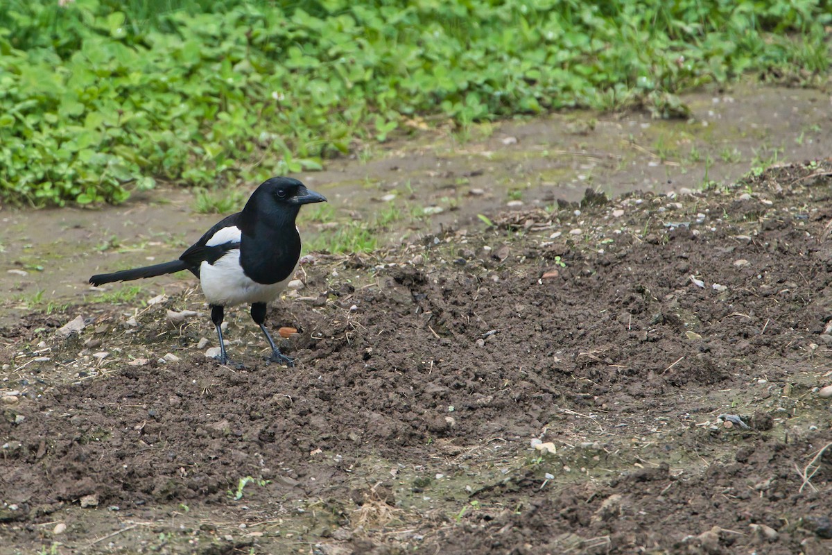 Eurasian Magpie - Nicola Marchioli