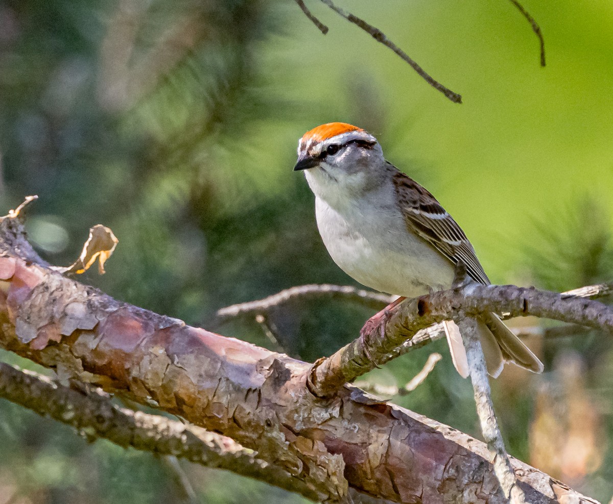 Chipping Sparrow - Mike Murphy