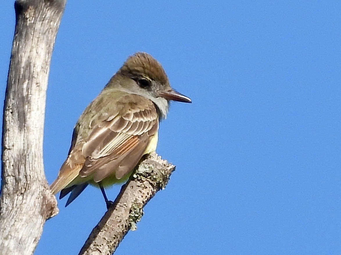 Great Crested Flycatcher - Stella Miller