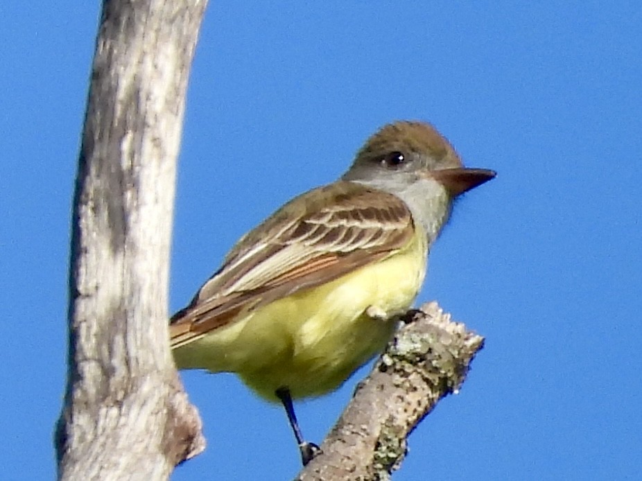 Great Crested Flycatcher - Stella Miller