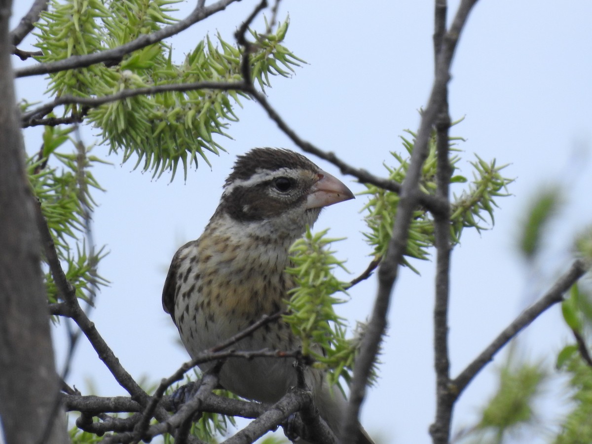 Rose-breasted Grosbeak - ML619536009