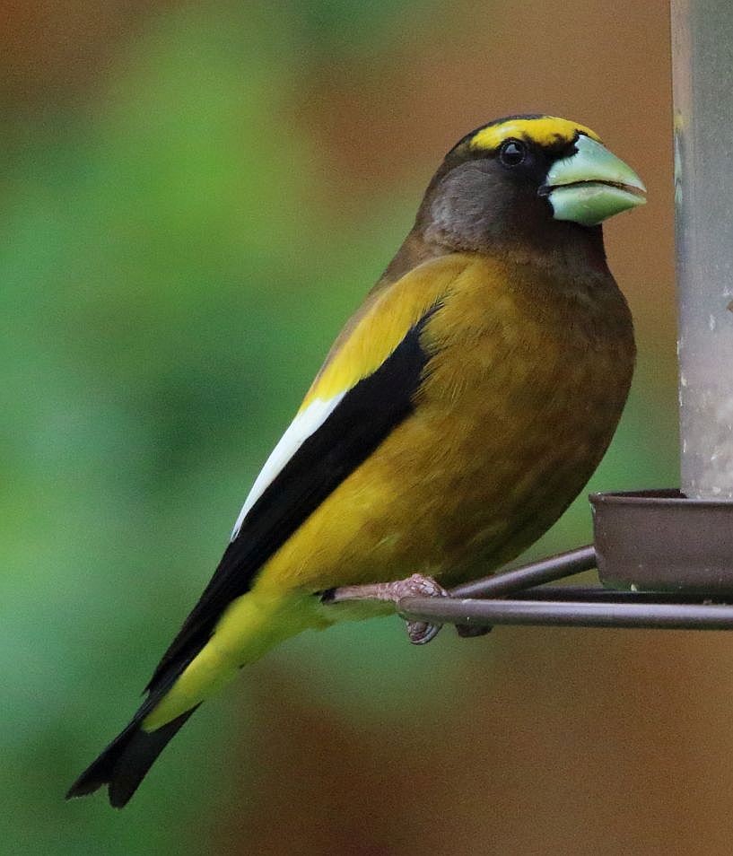 Evening Grosbeak - ML619536015