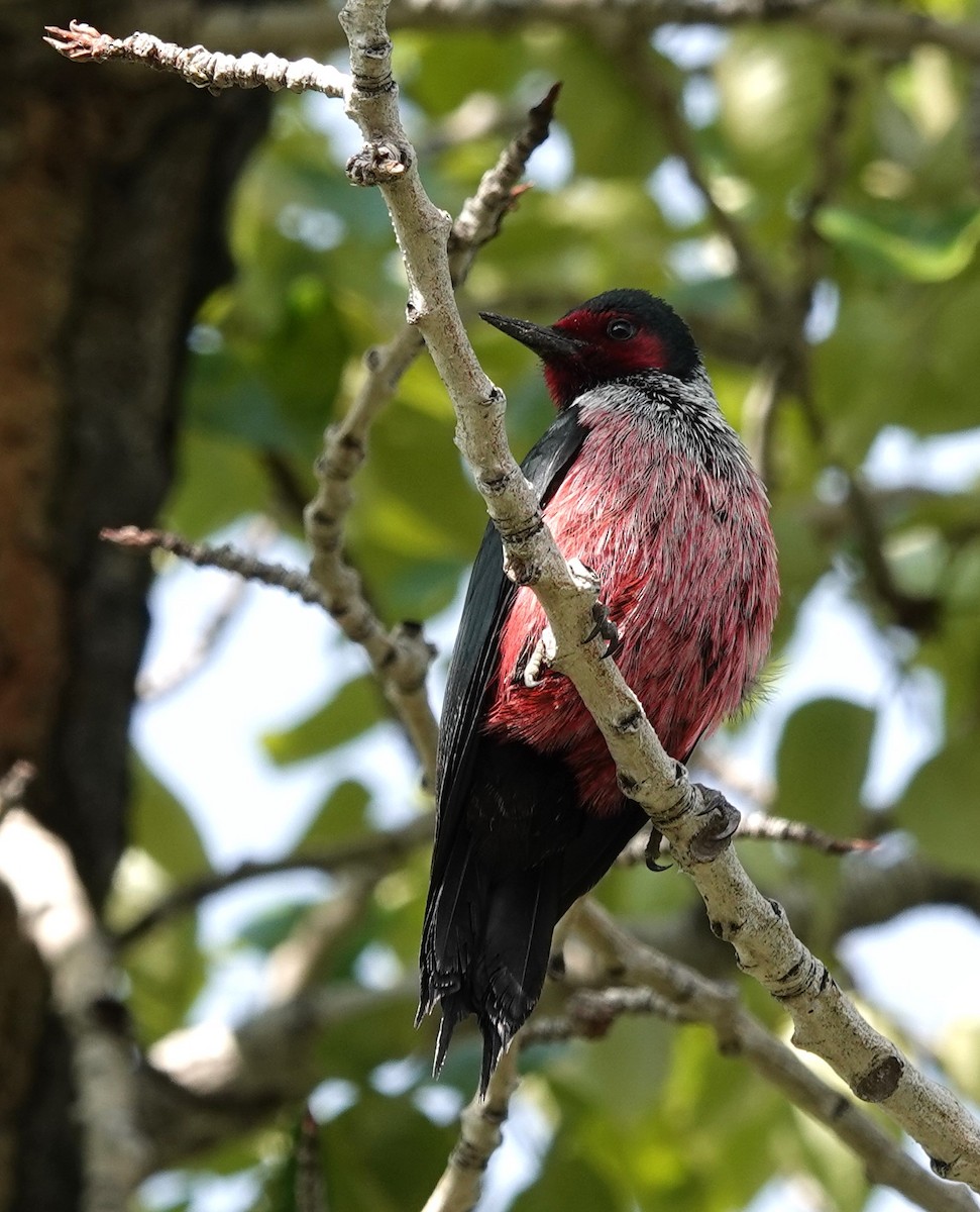 Lewis's Woodpecker - Diane Stinson