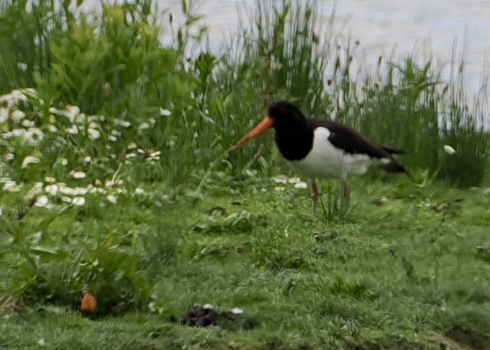 Eurasian Oystercatcher - ML619536020