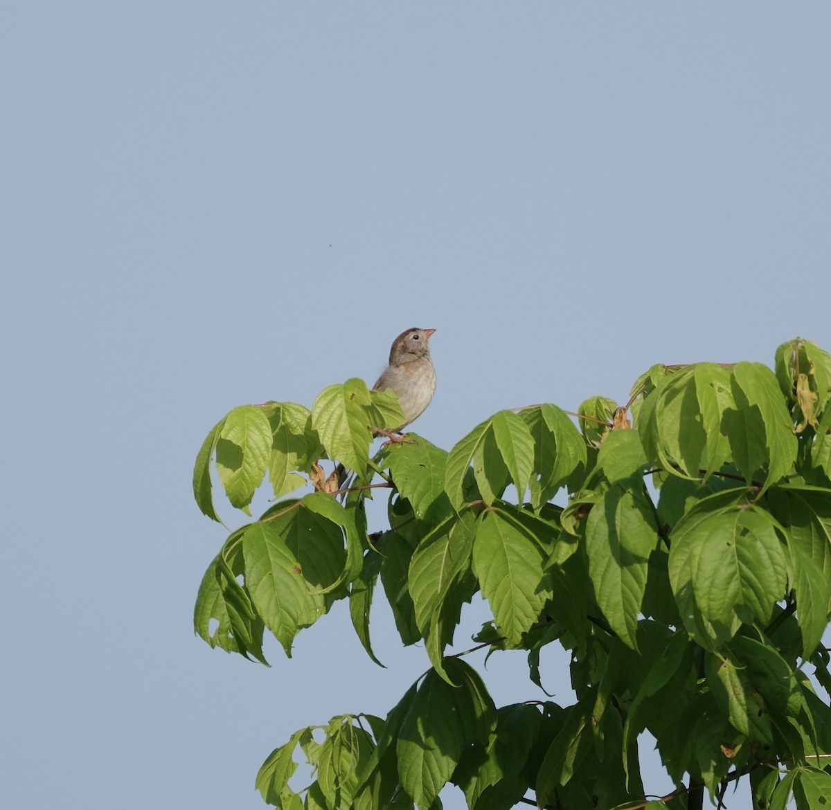 Field Sparrow - Todd DeVore