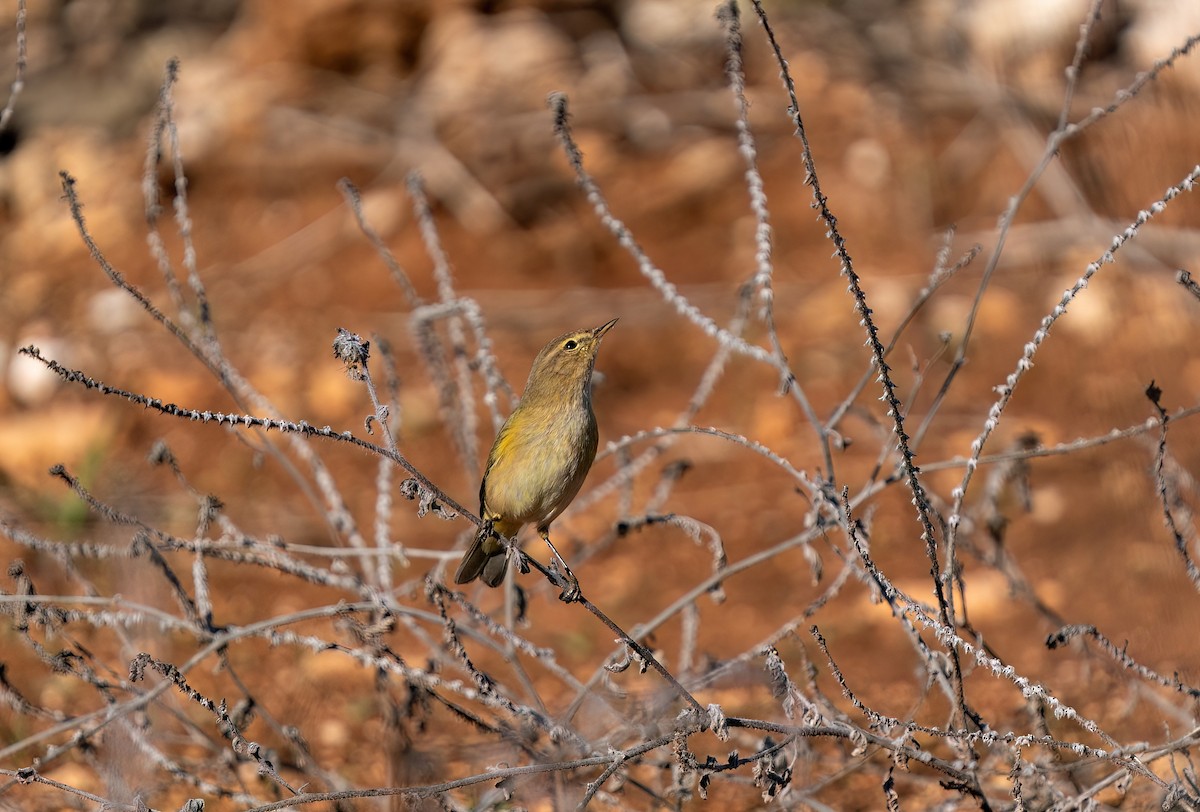 Common Chiffchaff - Ali COBANOGLU