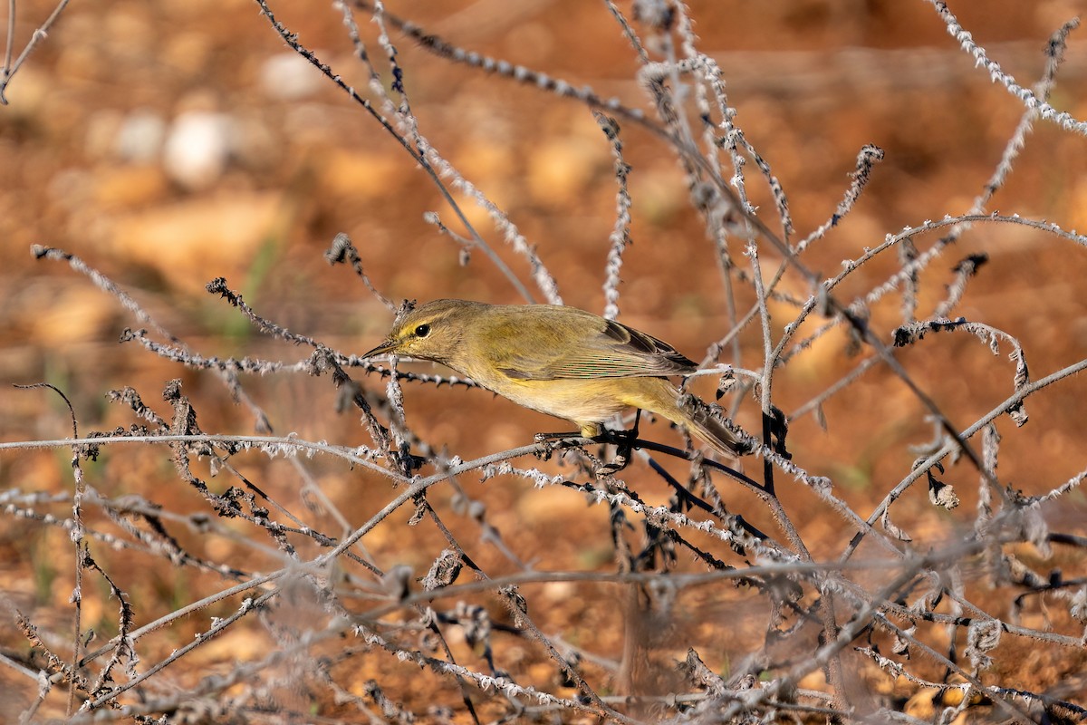 Common Chiffchaff - Ali COBANOGLU