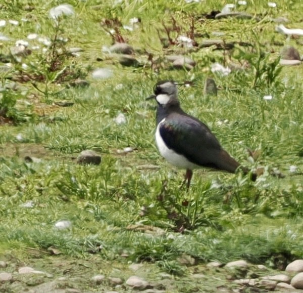 Northern Lapwing - Cheryl Cooper