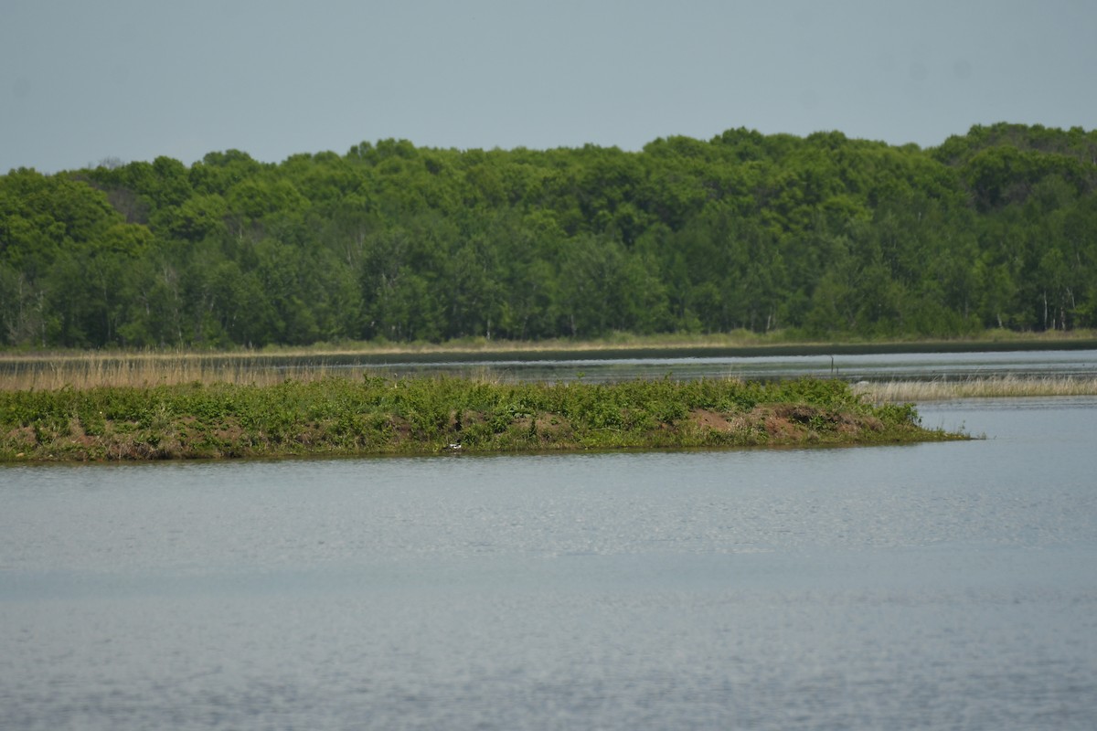 Common Loon - ML619536036