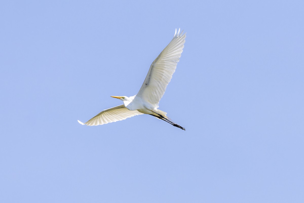 Great Egret - Jay Smith