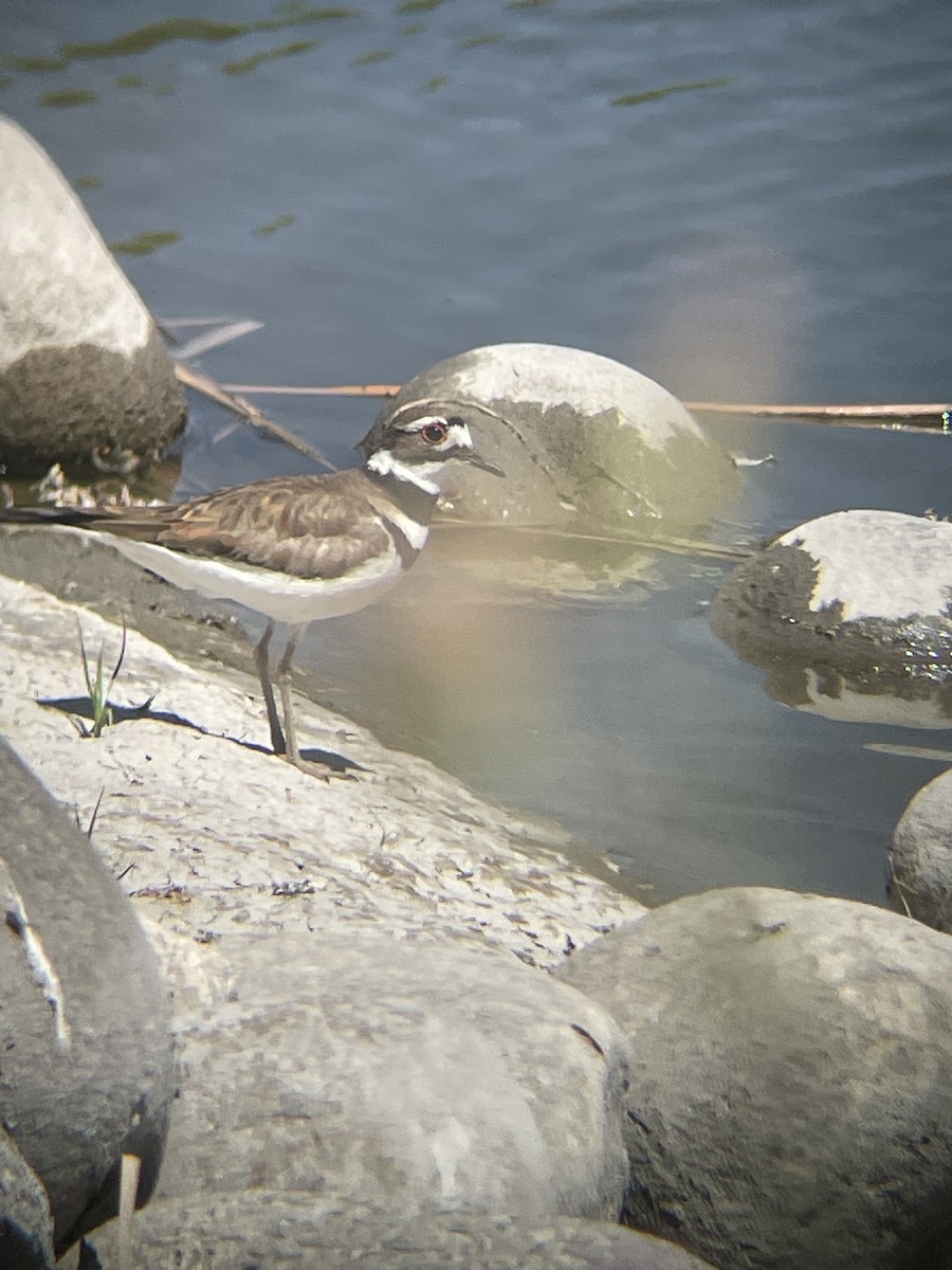 Killdeer - Mackenzie Hollender