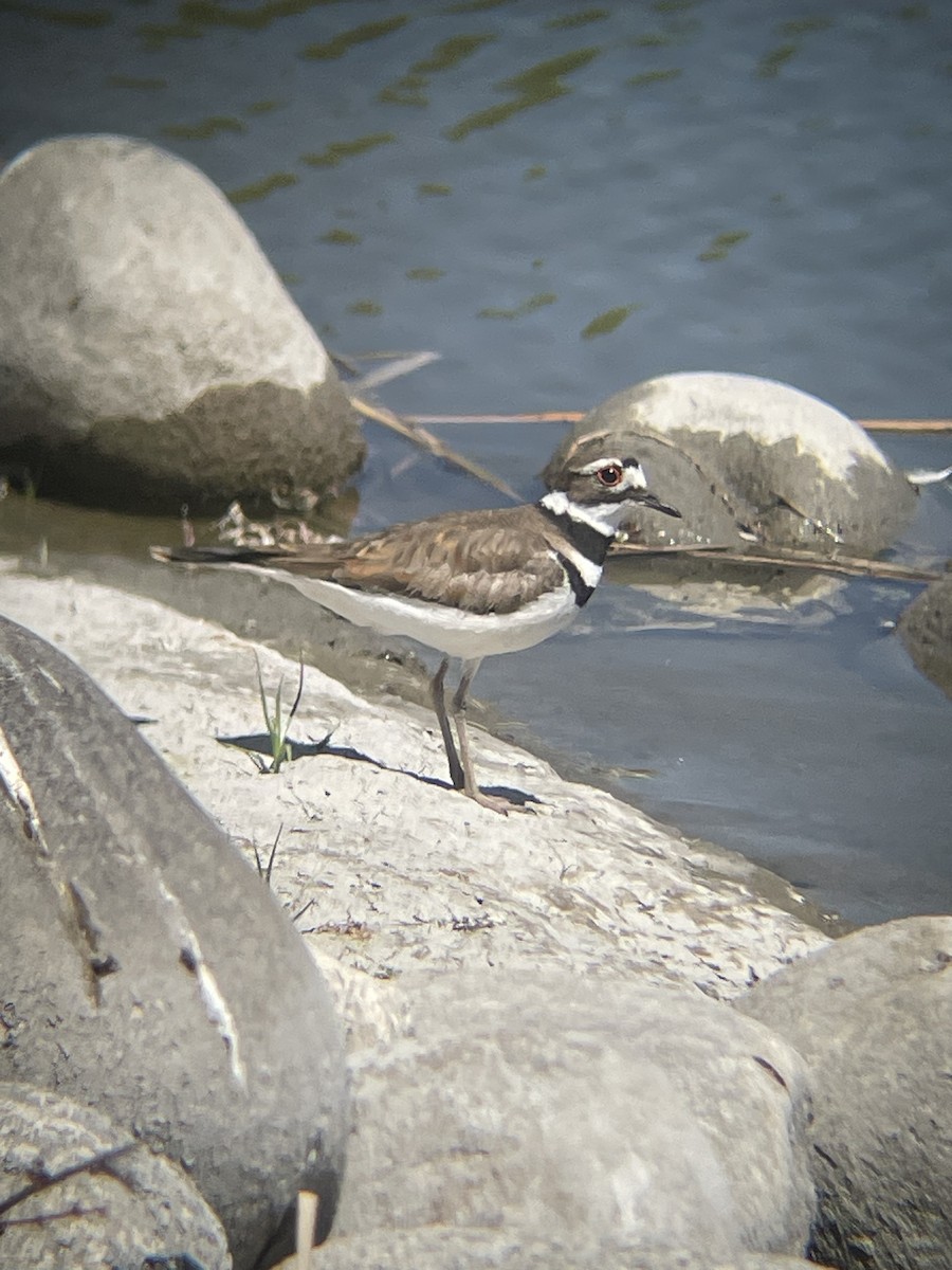 Killdeer - Mackenzie Hollender