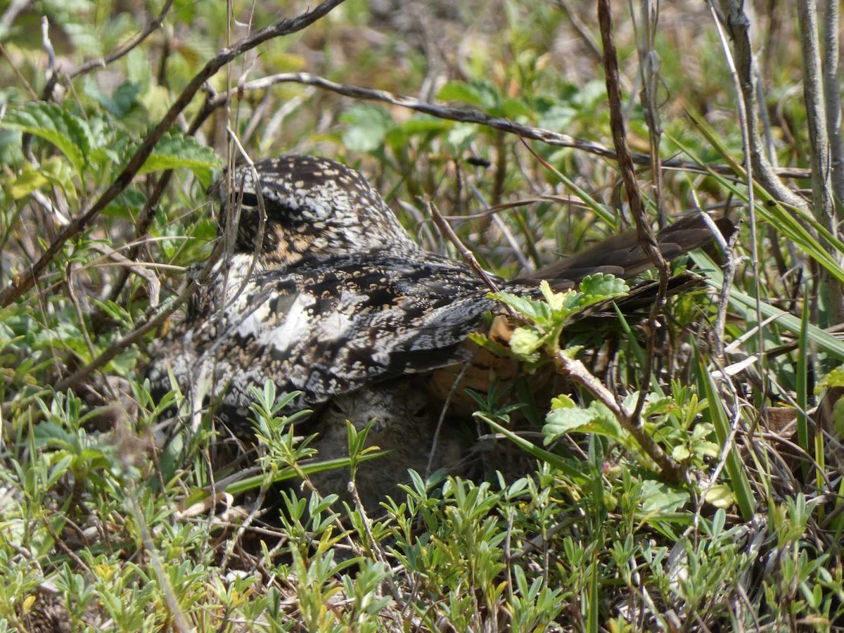 Antillean Nighthawk - Pierre Beaulé