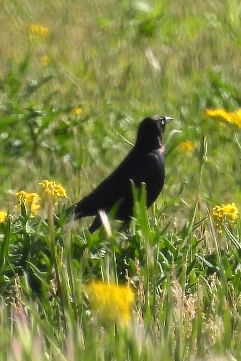 Brewer's Blackbird - Nancy Buis