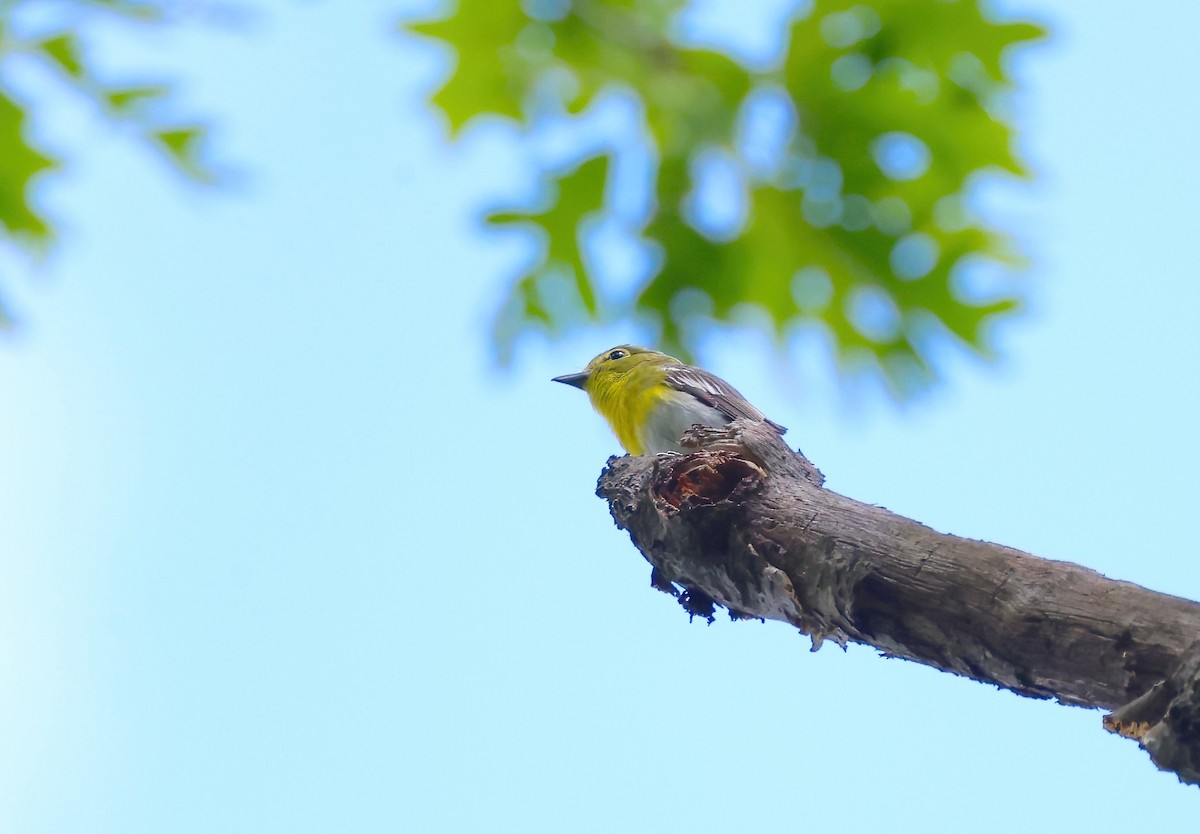 Yellow-throated Vireo - Anir Bhat