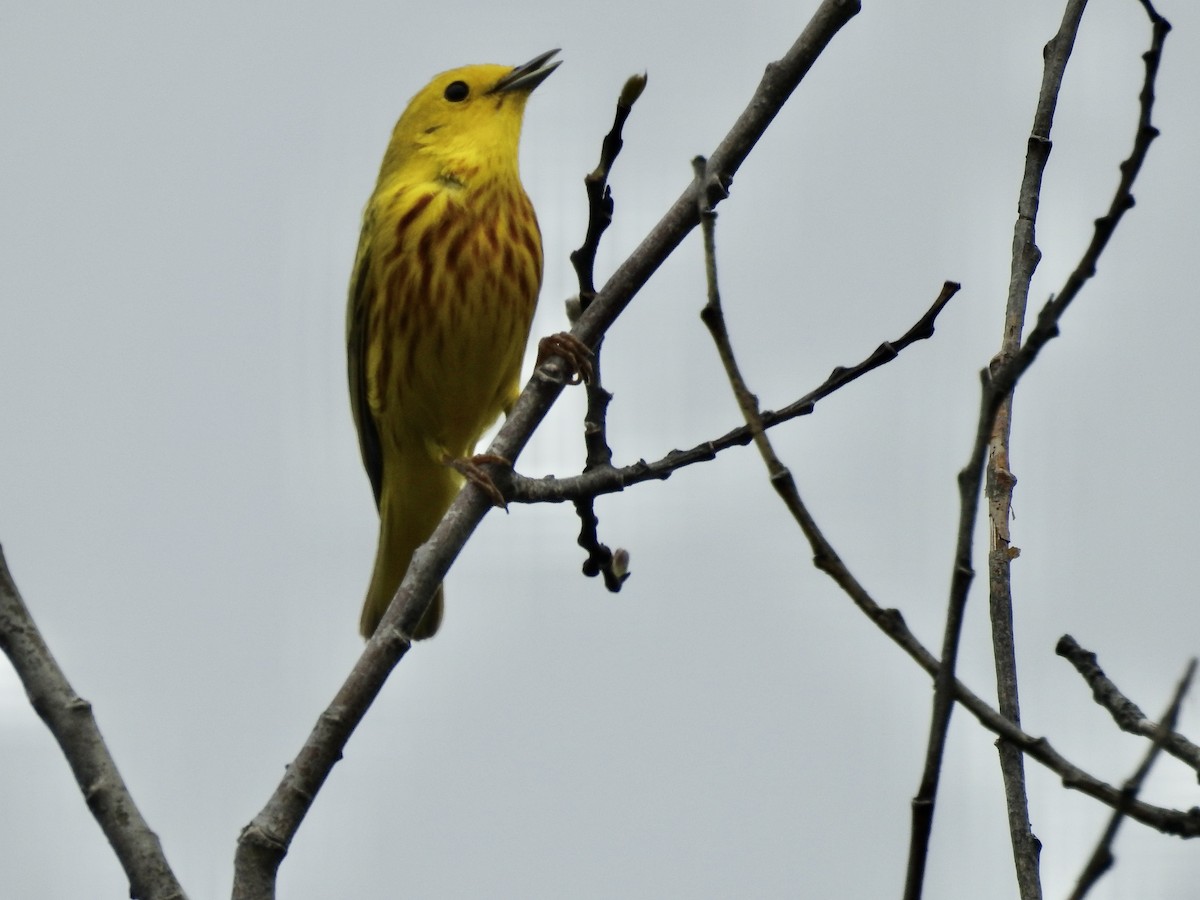 Yellow Warbler - Richard Lepage