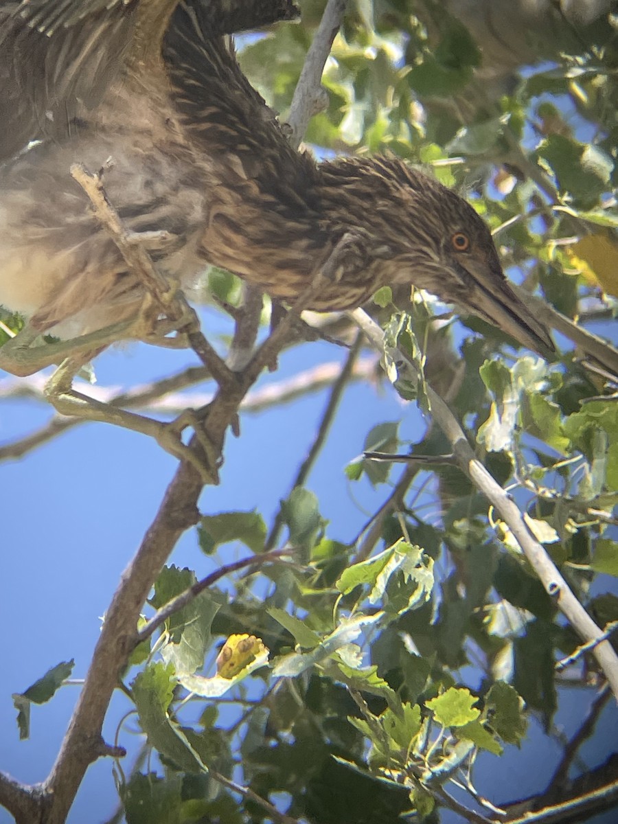 Black-crowned Night Heron - Mackenzie Hollender