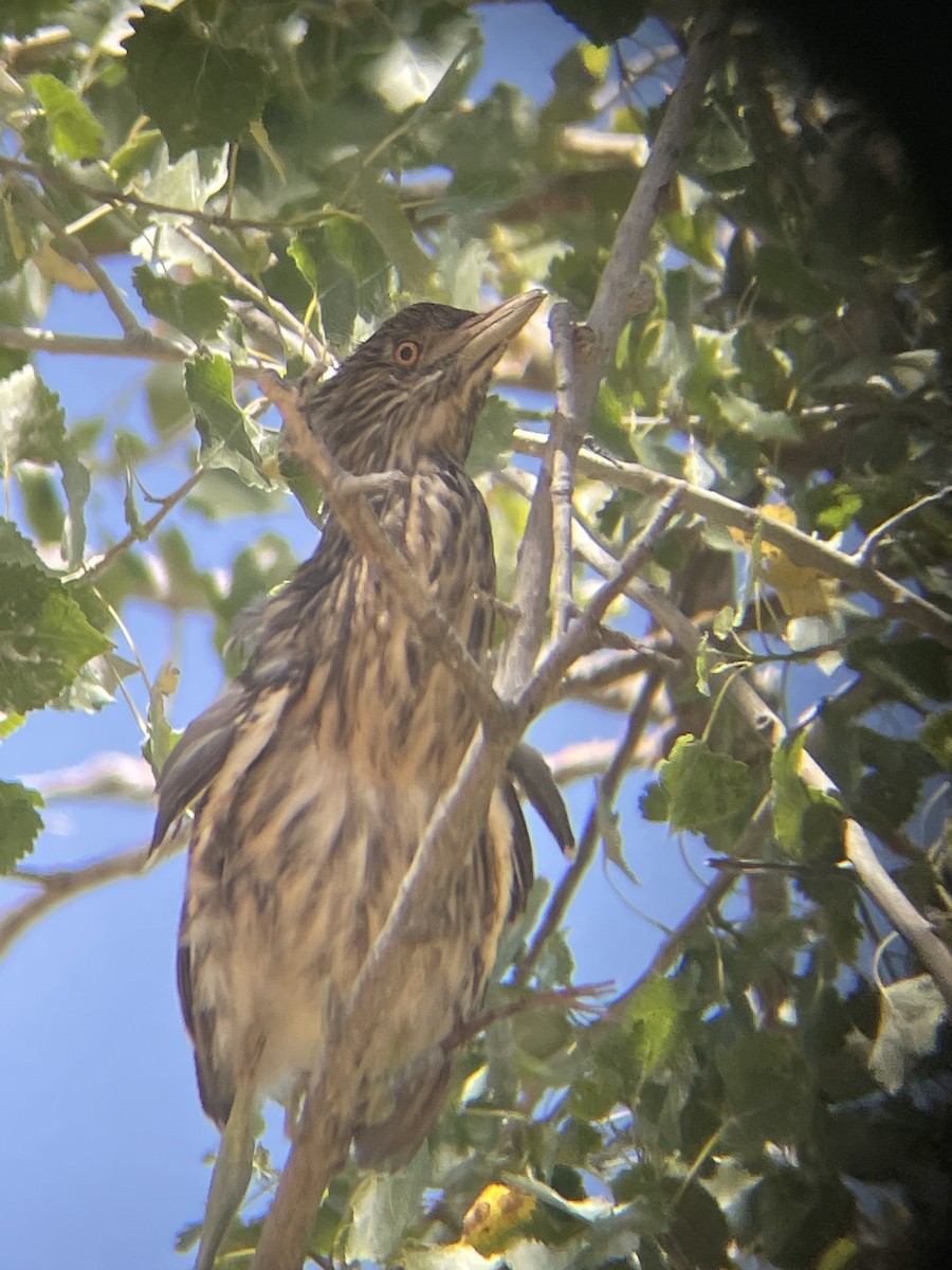 Black-crowned Night Heron - Mackenzie Hollender