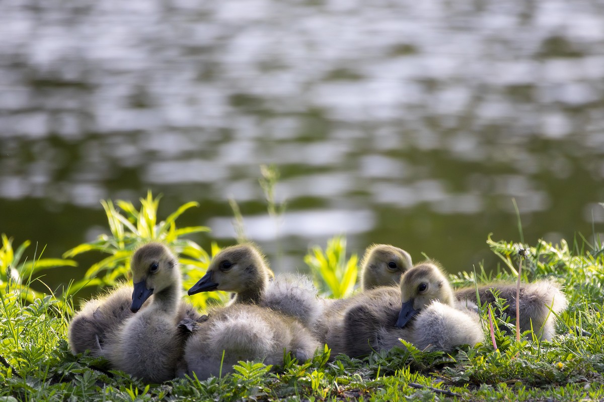 Canada Goose - Michael Bueckert