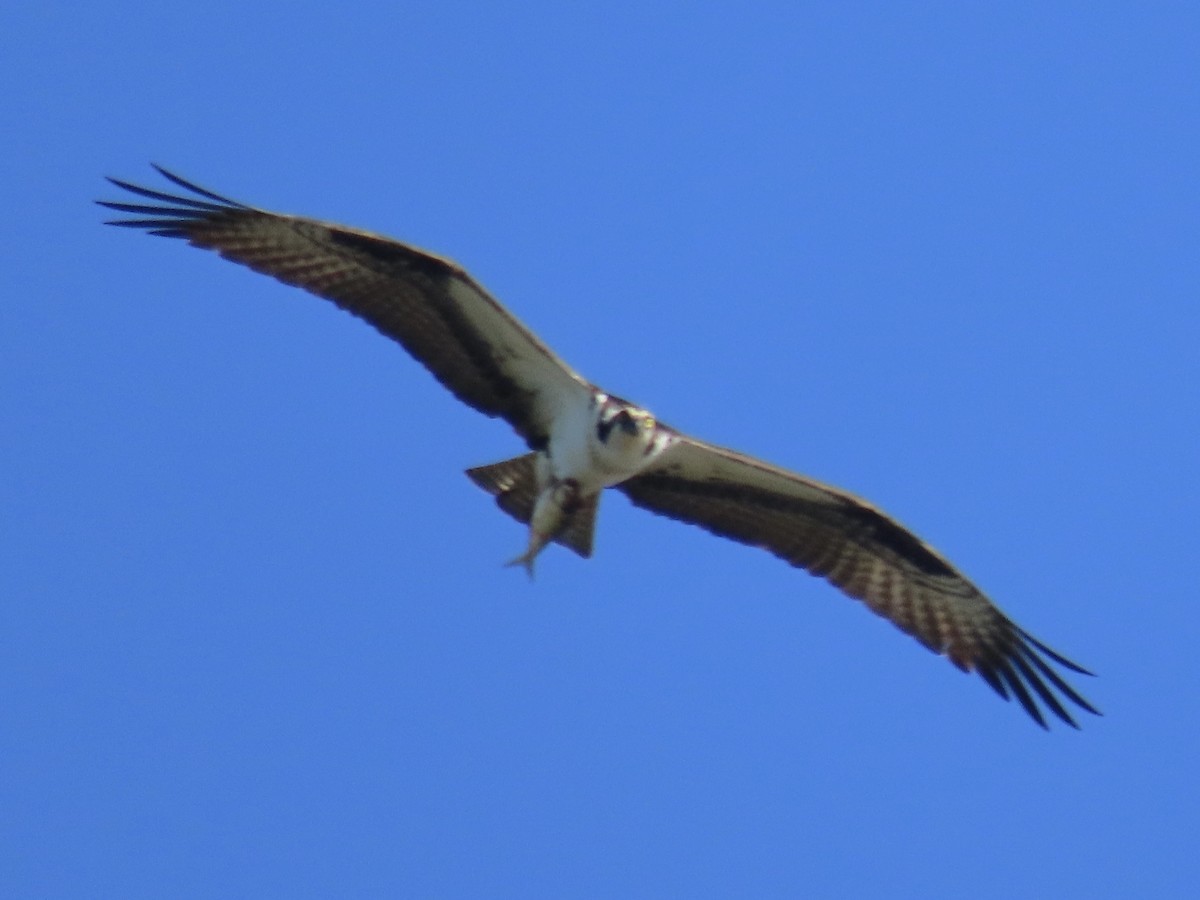 Osprey - Port of Baltimore