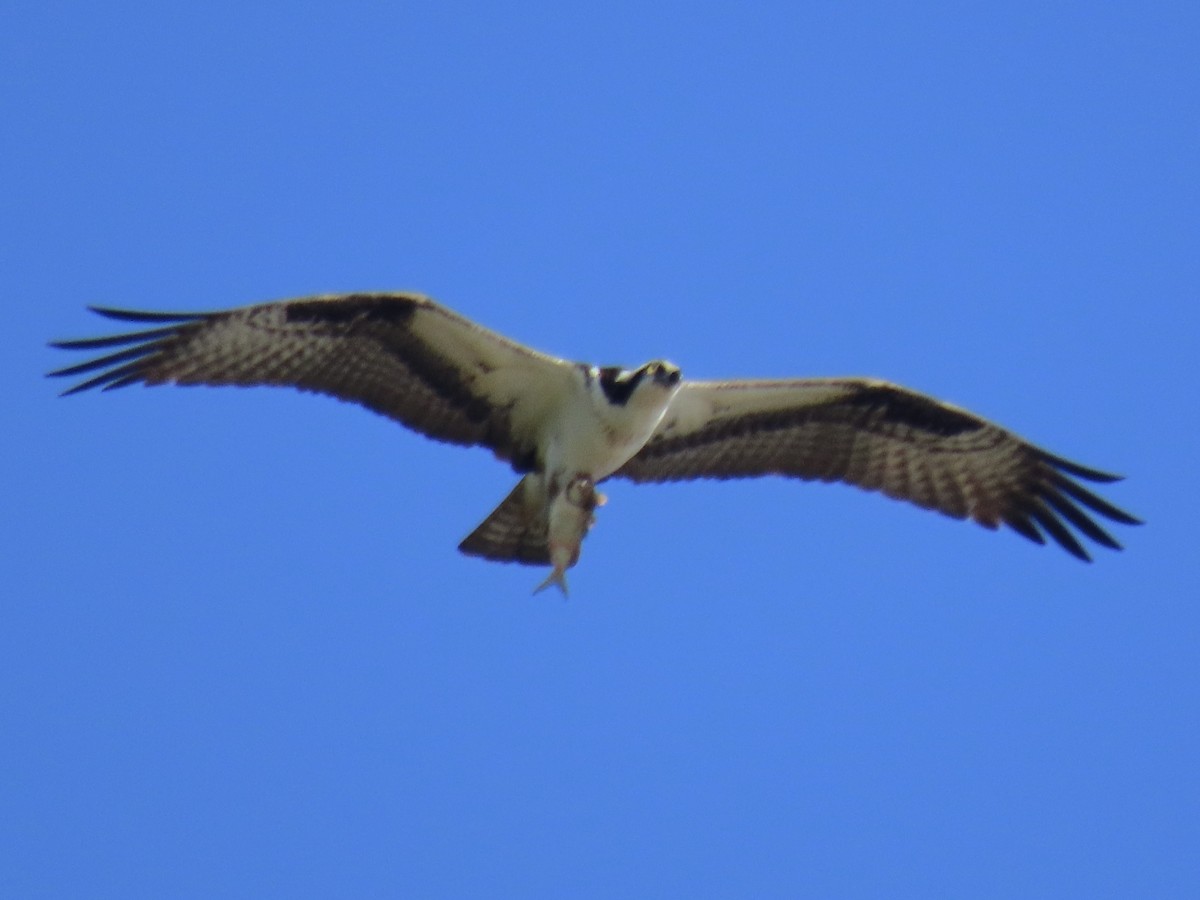 Osprey - Port of Baltimore