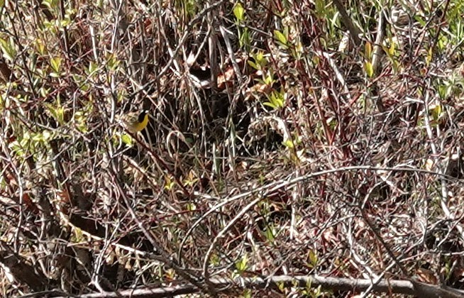 Common Yellowthroat - Diane Stinson