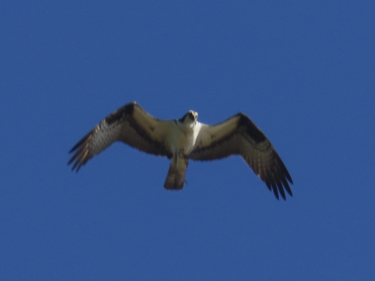 Osprey - Port of Baltimore