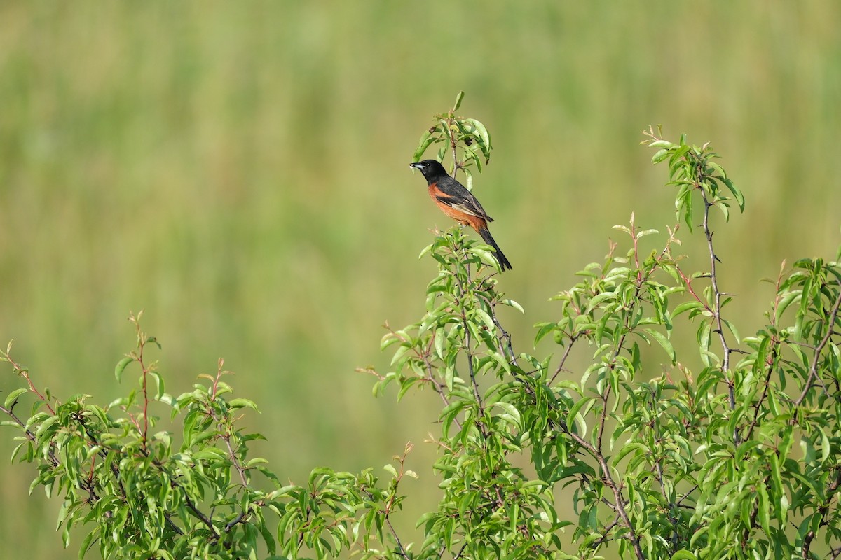 Orchard Oriole - Todd DeVore