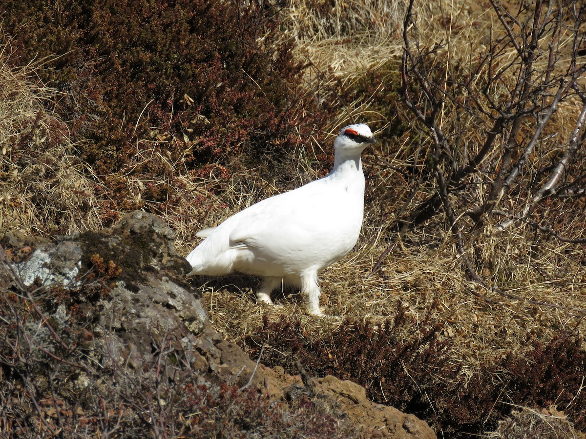 Rock Ptarmigan - Jesús Ruiz Rodrigo