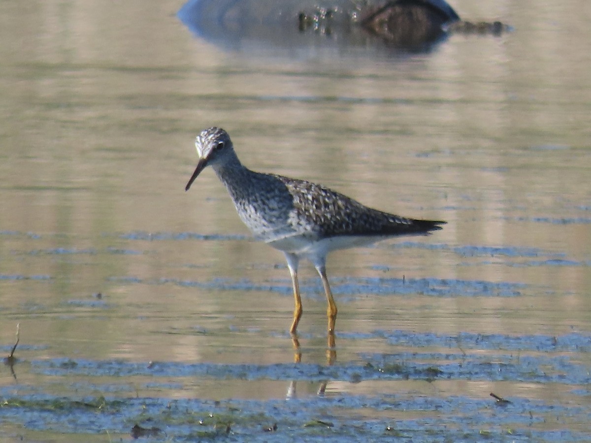 Lesser Yellowlegs - Port of Baltimore