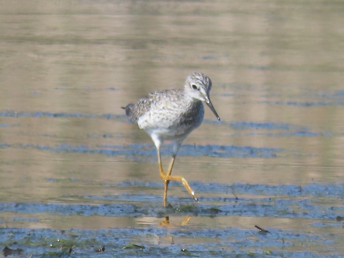 Lesser Yellowlegs - Port of Baltimore