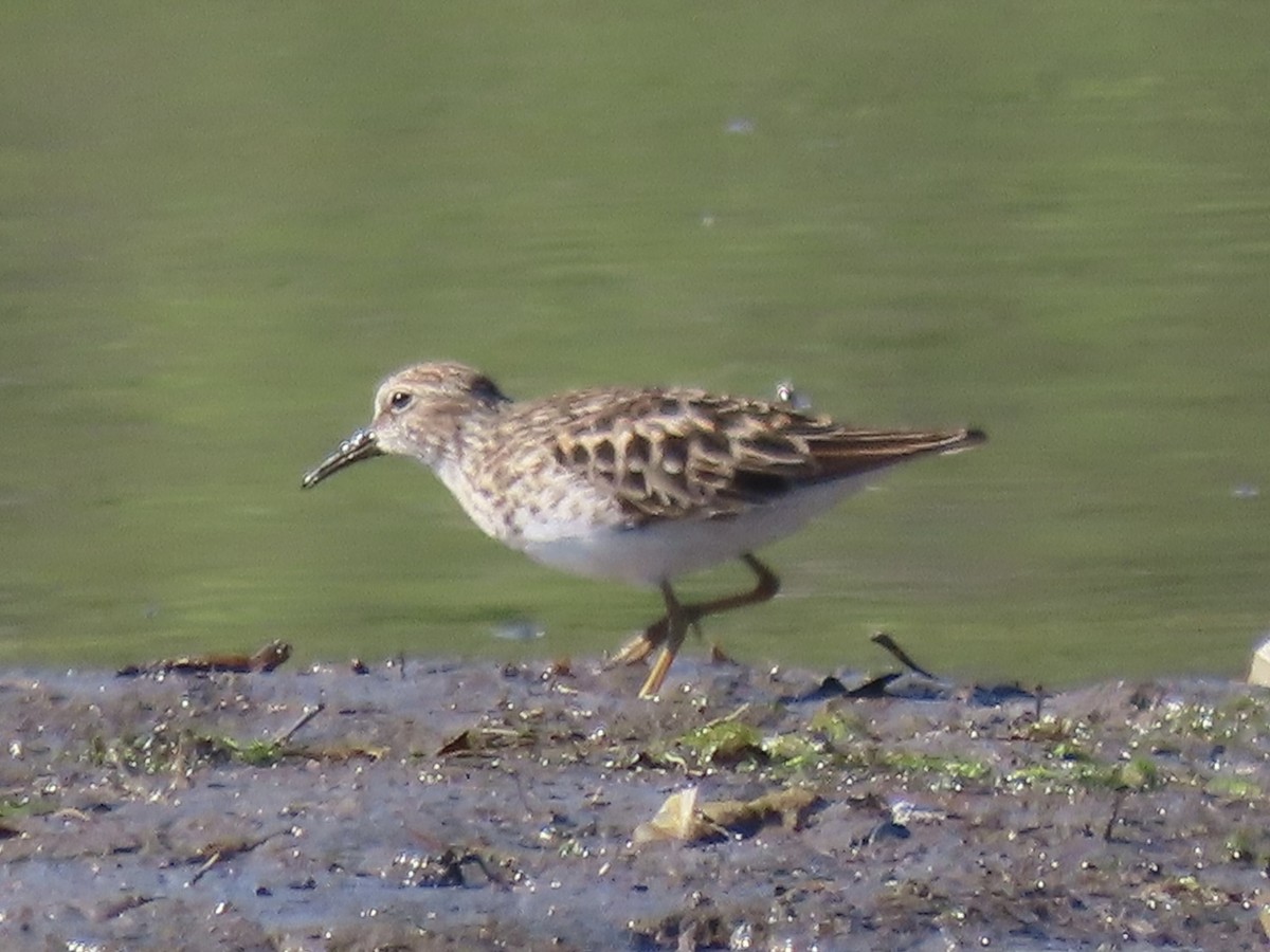 Least Sandpiper - Port of Baltimore