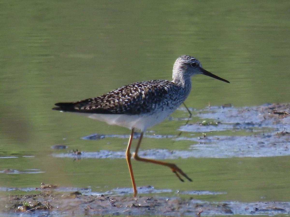 Greater Yellowlegs - Port of Baltimore