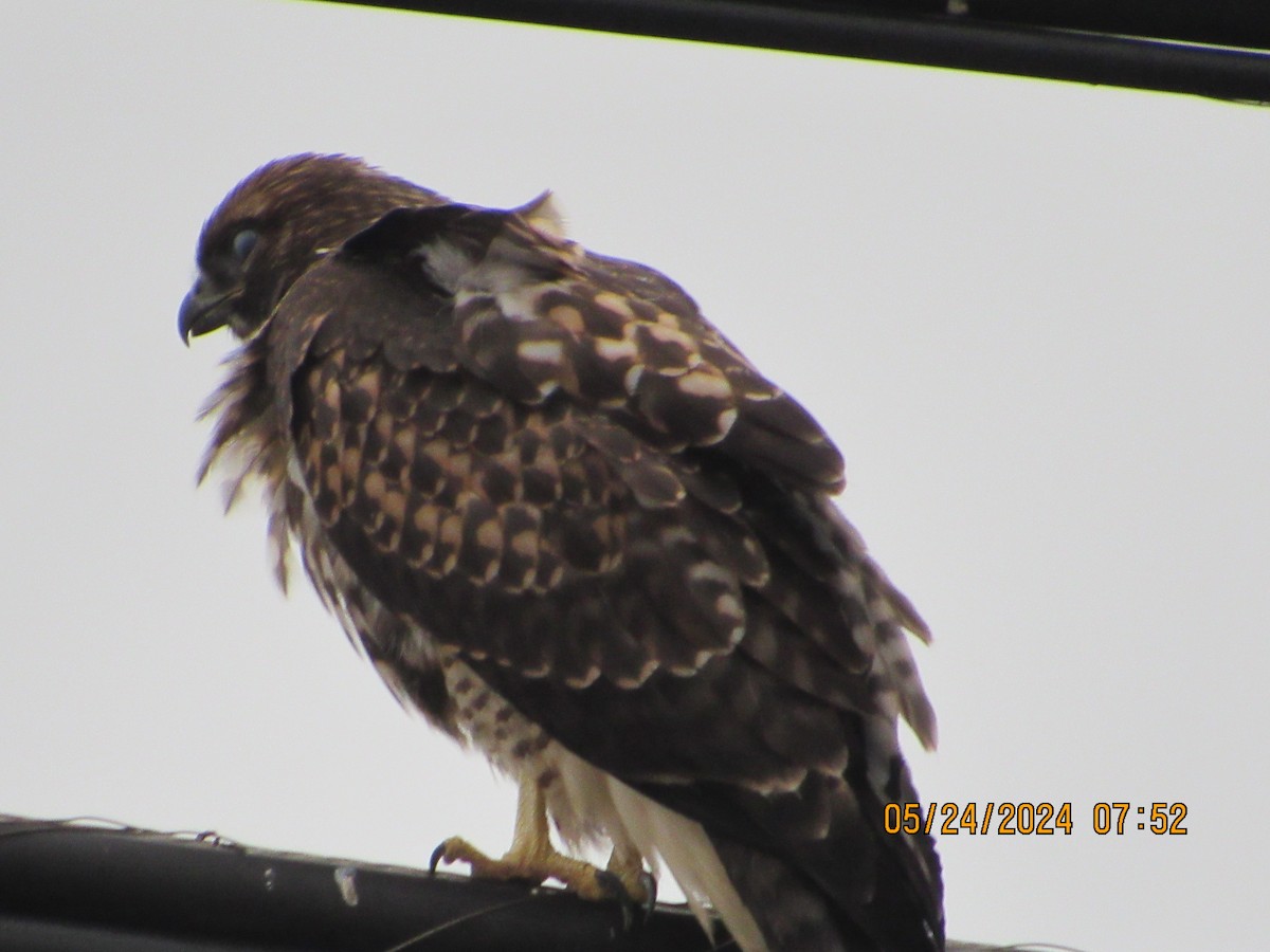 Red-tailed Hawk - crdf bird