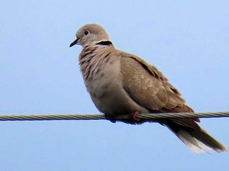 Eurasian Collared-Dove - Karen Lebing