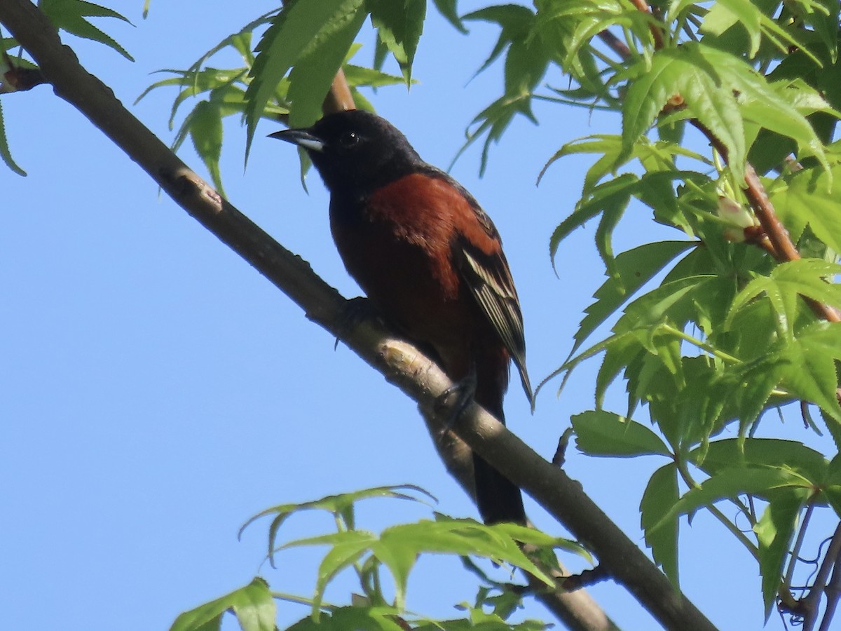 Orchard Oriole - Port of Baltimore