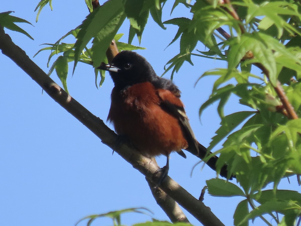 Orchard Oriole - Port of Baltimore