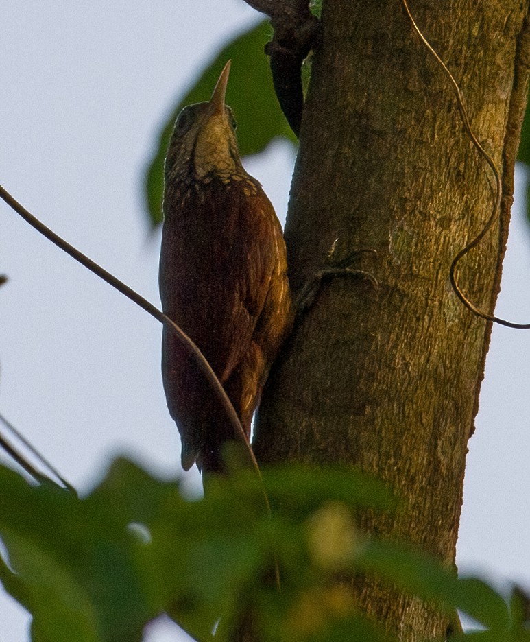 Straight-billed Woodcreeper - ML619536117