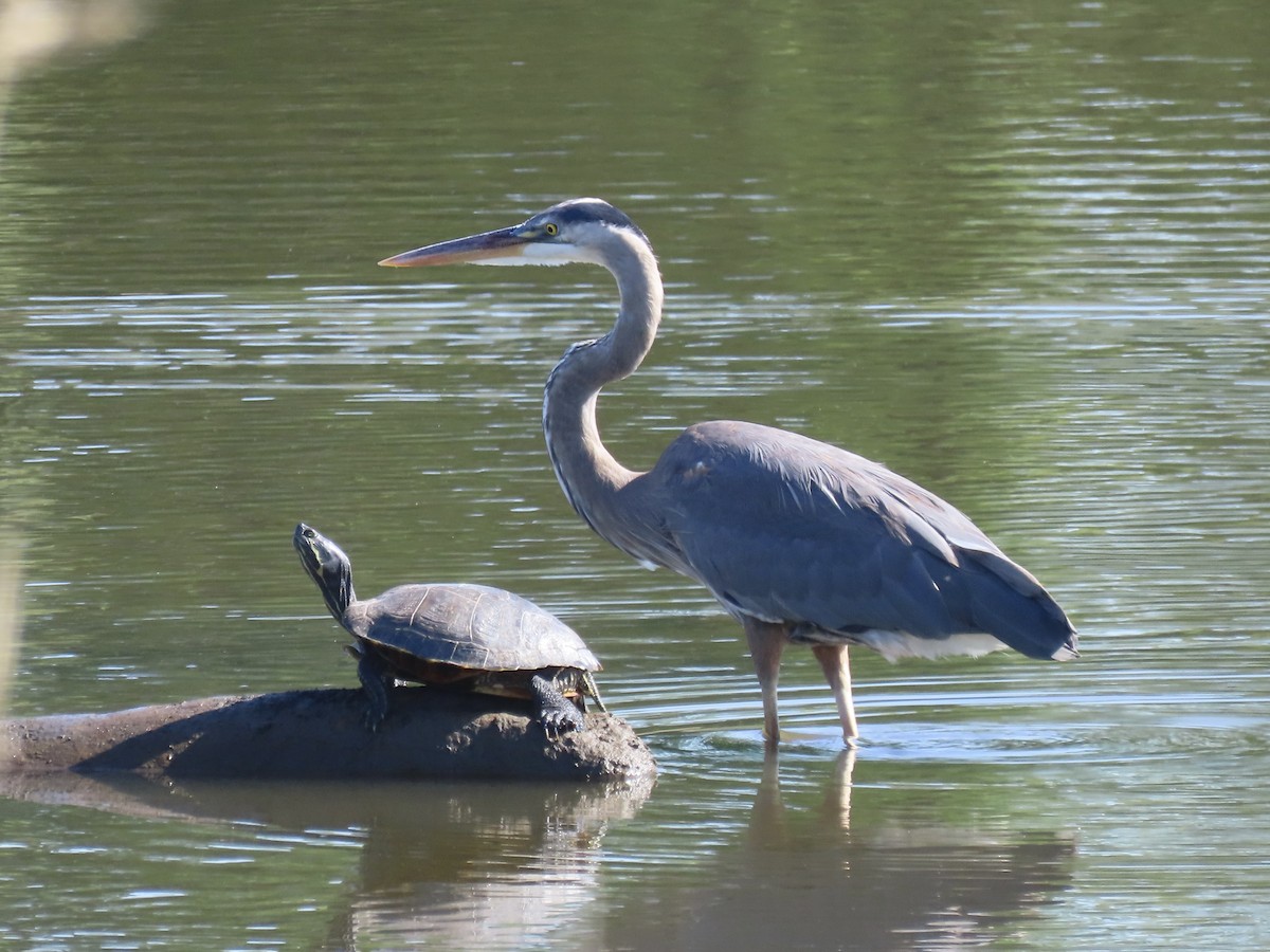 Great Blue Heron (Great Blue) - Port of Baltimore