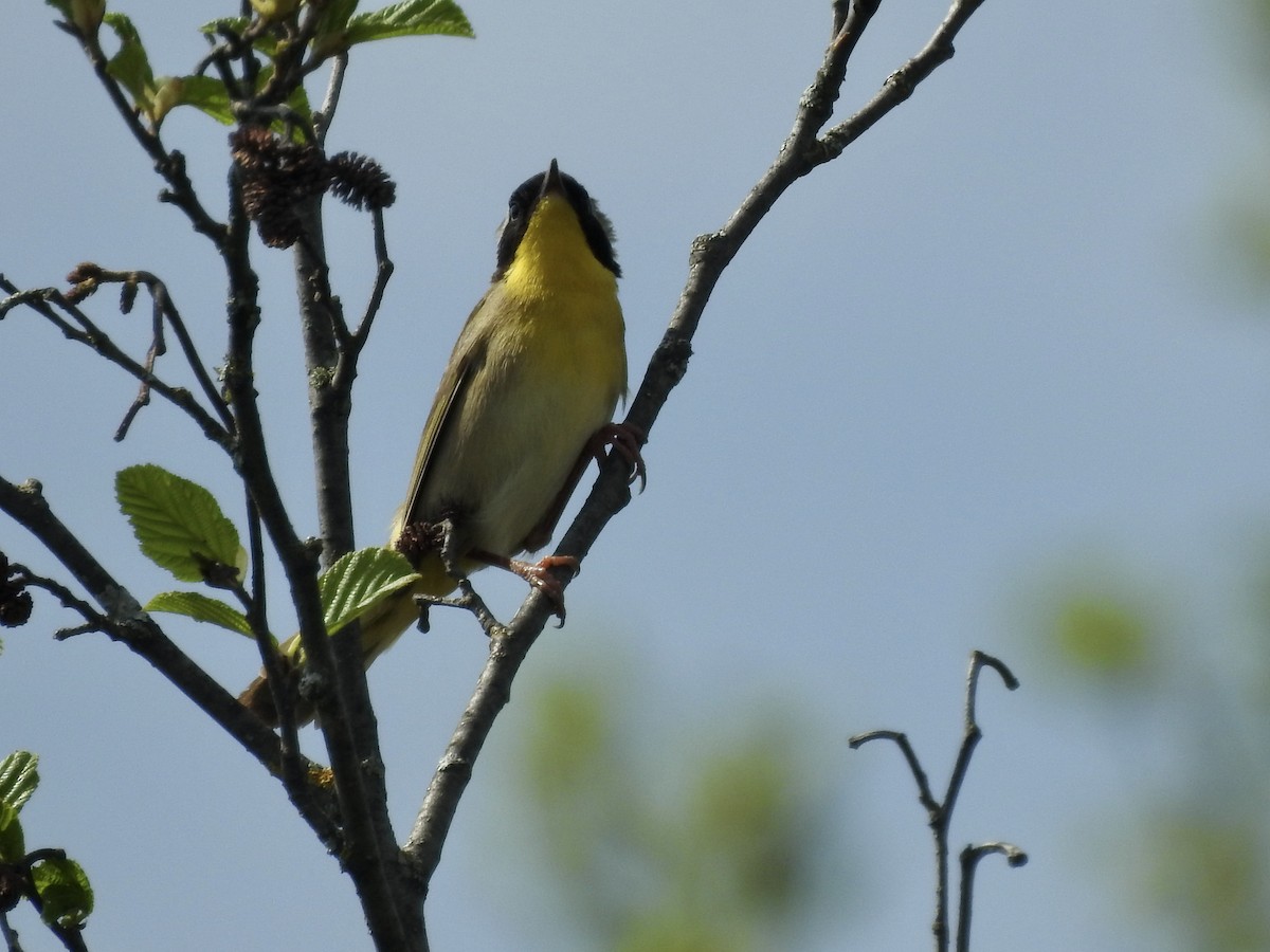 Common Yellowthroat - Richard Lepage