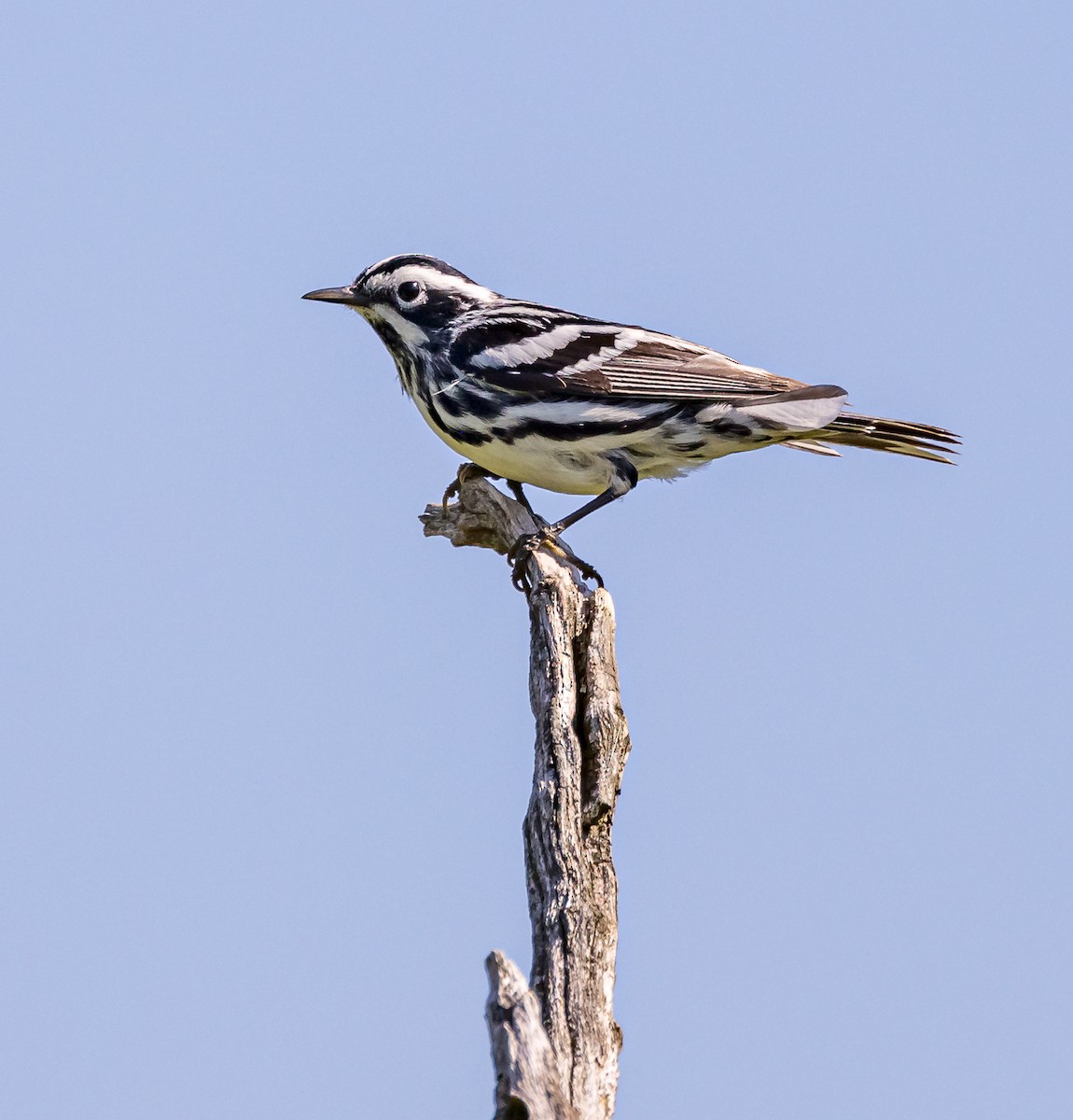 Black-and-white Warbler - Mike Murphy