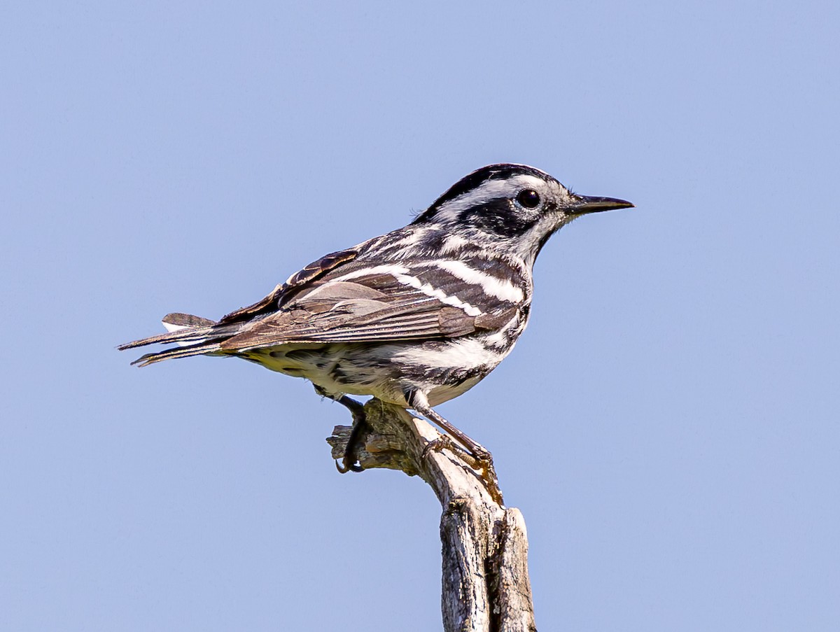 Black-and-white Warbler - Mike Murphy