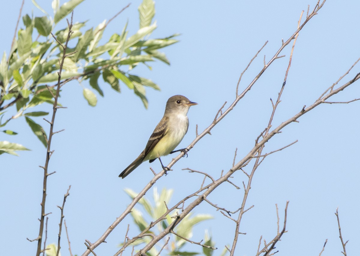 Willow Flycatcher - Glenn Koppel