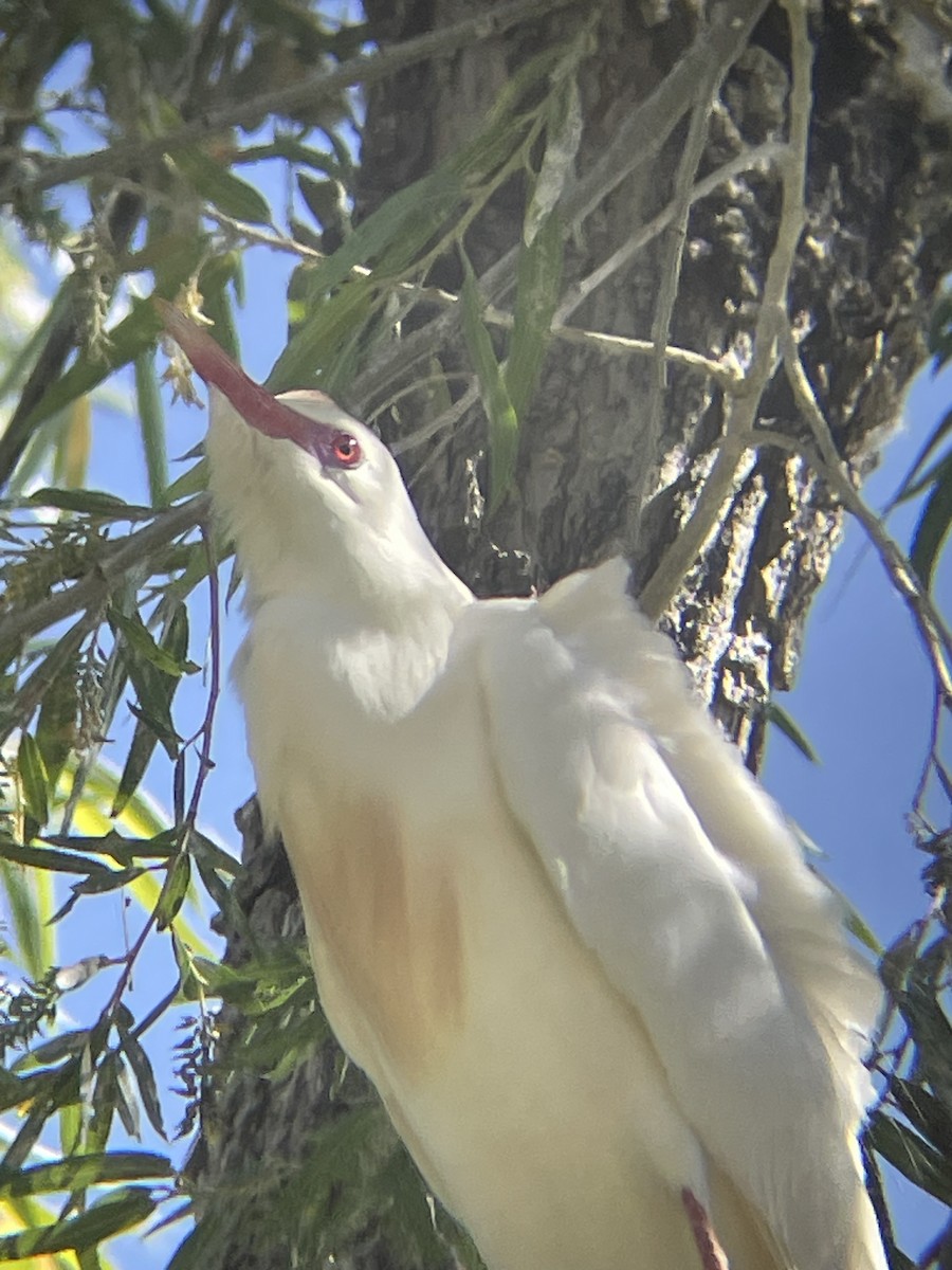 Western Cattle Egret - Mackenzie Hollender