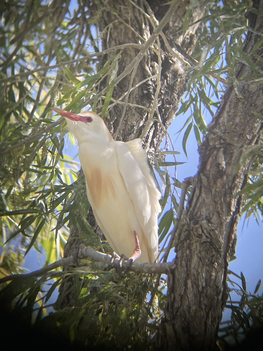 Western Cattle Egret - Mackenzie Hollender