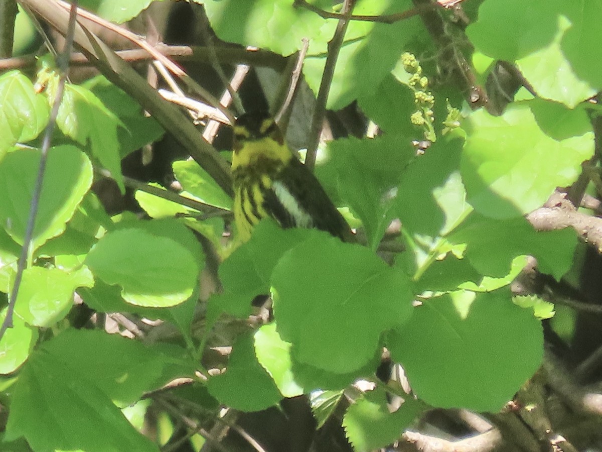 Cape May Warbler - Port of Baltimore