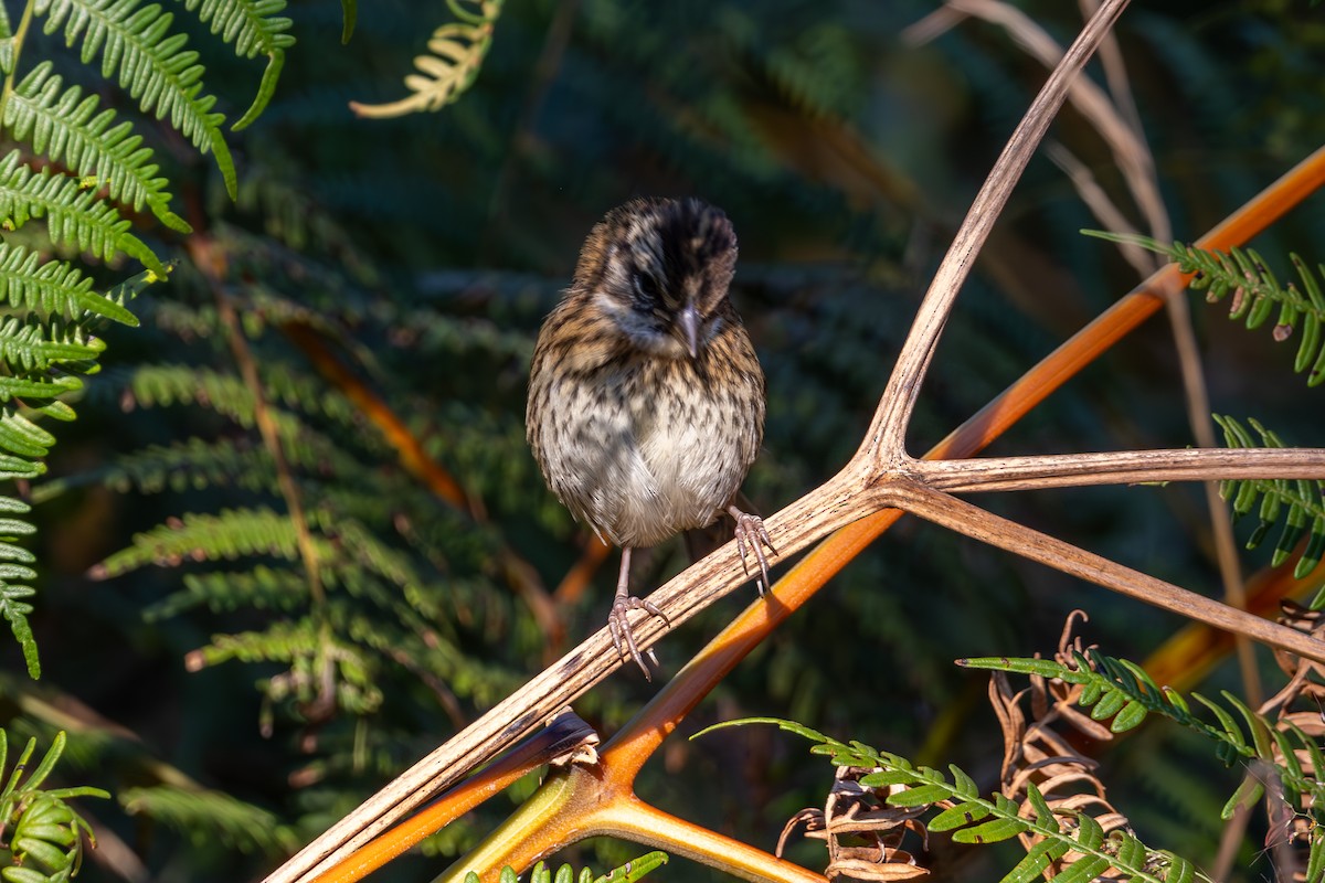 Rufous-collared Sparrow - Mason Flint